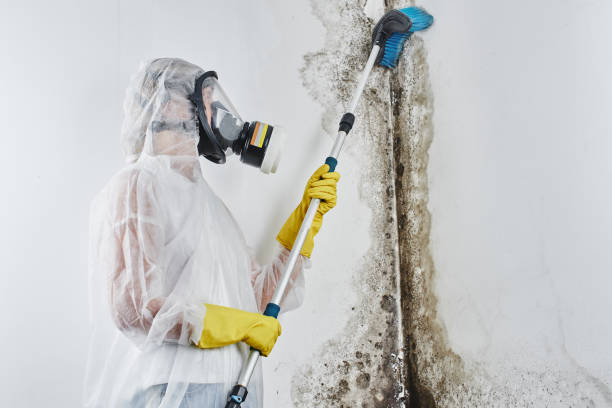 Attic Mold Removal in Guntown, MS