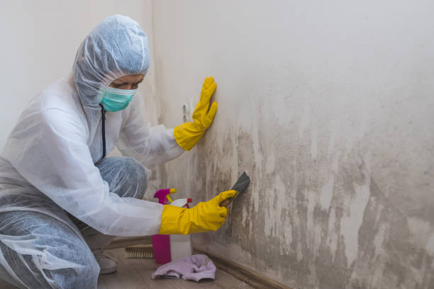 Best Mold Testing  in Guntown, MS