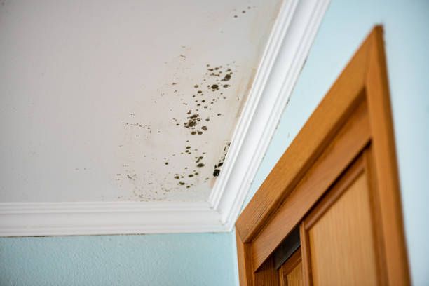 Best Water Damage Restoration  in Guntown, MS