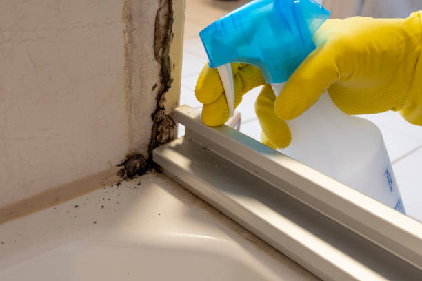 Best Black Mold Removal  in Guntown, MS