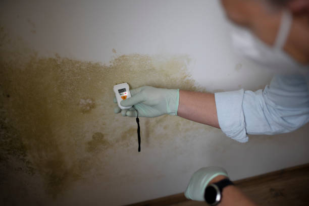 Best Professional Mold Removal  in Guntown, MS