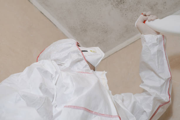 Best Black Mold Removal  in Guntown, MS