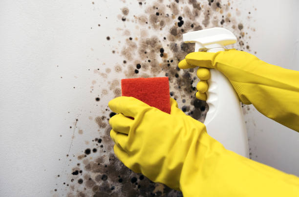 Best Mold Removal Company Near Me  in Guntown, MS