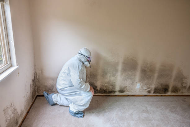 Best Mold Remediation  in Guntown, MS