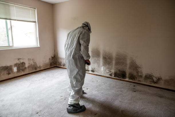 Trusted Guntown, MS Mold Removal Experts