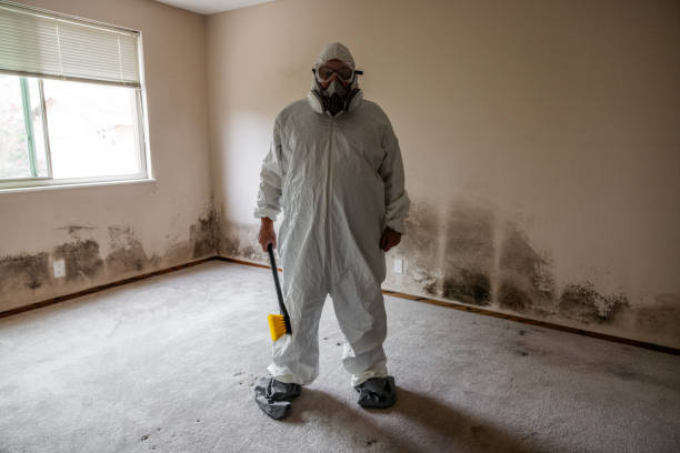 Best Best Mold Removal Companies  in Guntown, MS
