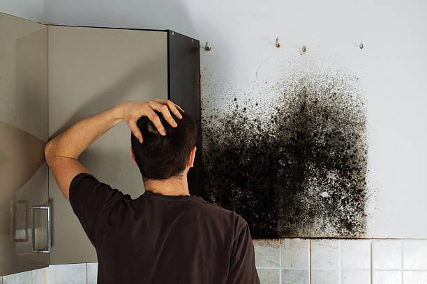 Best Mold Testing  in Guntown, MS