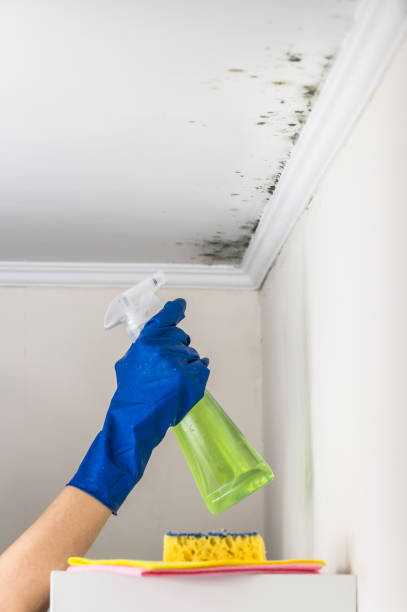 Best Toxic Mold Removal  in Guntown, MS